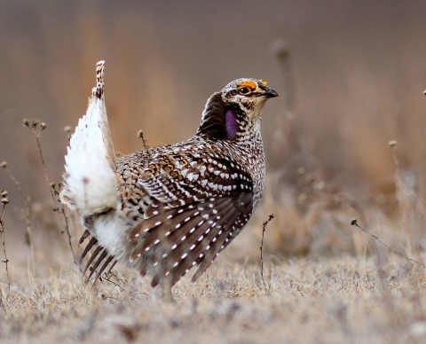 Sharped tailed grouse 