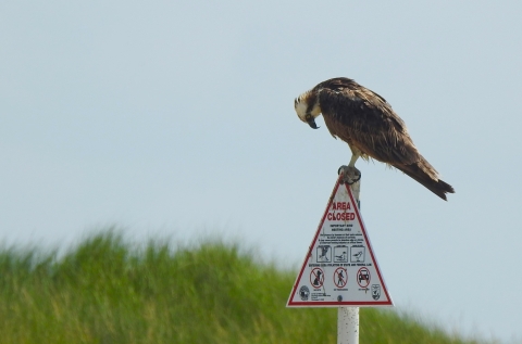 An osprey stands on the sign post for a triangular area closed sign