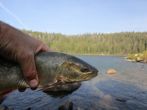 Snake River cutthroat trout on Wind River Reservation