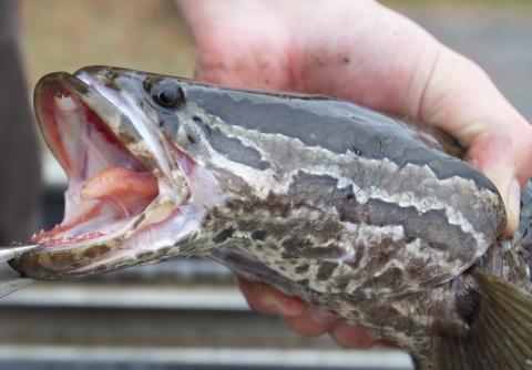 Close up of Northern Snakehead head and teeth