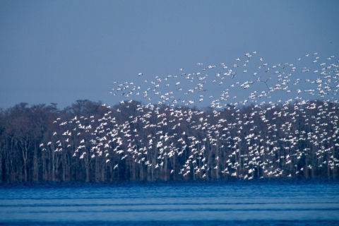 Thousands of snow geese flying over a lake. Bare hardwood trees can be seen in the background. The sky is blue. 