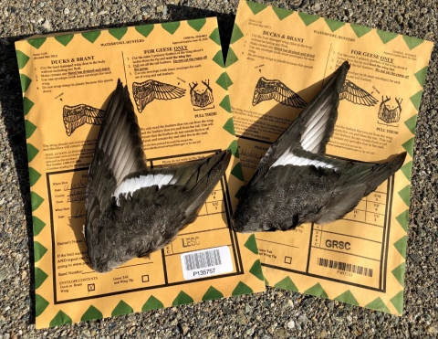 Duck wings are displayed on envelopes 