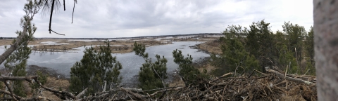 A wetland view from an eagles nest