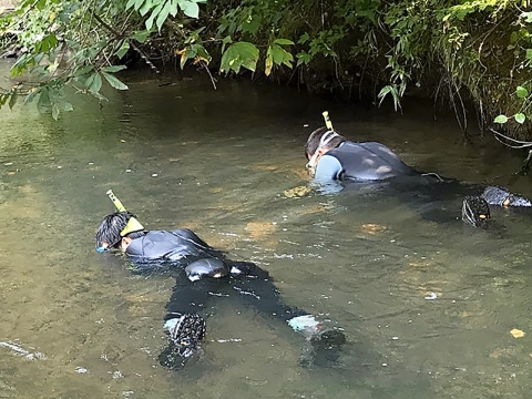 Two men in wetsuits swimming in shallow river. They are looking down to the bottom of the water.
