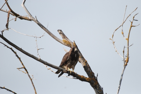 A hawk with a dark face, dark beak, and yellow legs watches from the branch in a dead tree. 