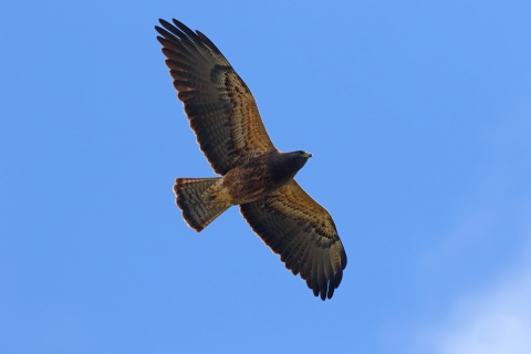 A hawk in flight viewed from underneath.