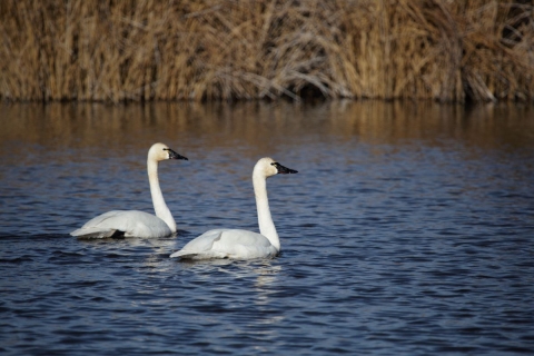 Tundra Swans at Pahranagat National Wildlife Refuge in the water 
