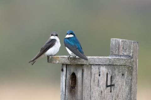 A male and female Tree Swallow perch on top of an artificial nest box