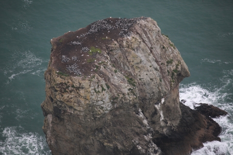 A Seabird Colony Crowns a Steep Table Island