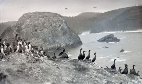 A historic image of common murres and cormorants on Three Arch Rocks taken in the early 1900s