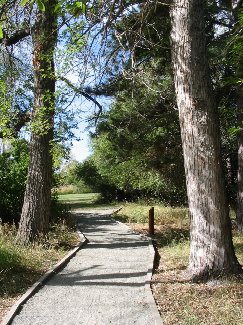 Trail that meanders through trees at Two Ponds National Wildlife Refuge