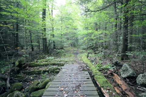 A wooden footbridge extends to a wooded trail with mossy logs and rocks over a small stream. 