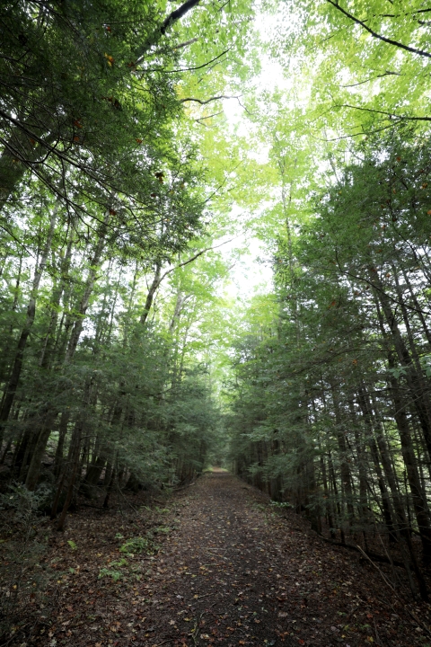 A trail, covered in brown fall leaves, extends through a deep green forest of evergreen trees. 