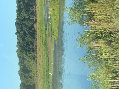 An image of a wetland with forested area in the background