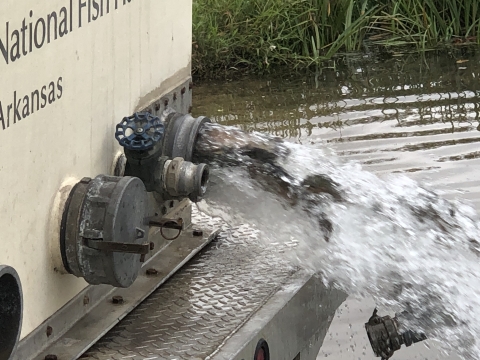 Rainbow Trout Being Stocked