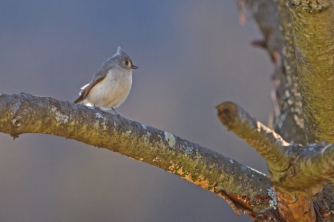 Tufted Titmouse perched on a limb