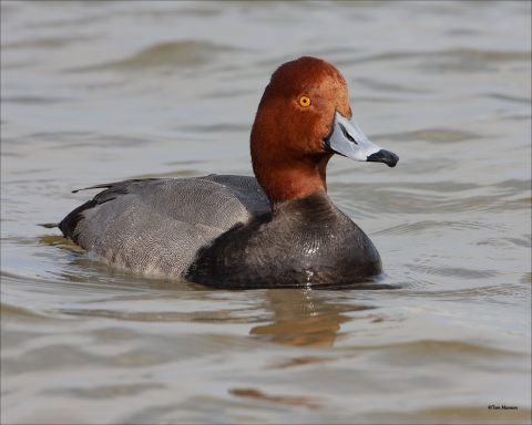 A drake redhead on wetland at Turnbull National Wildlife Refuge