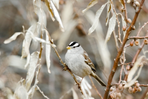 white crowned sparrow perched in a Russian olive tree