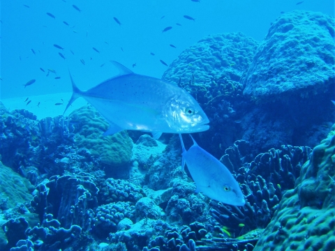 Underwater photo of Ulua, a native marine fish of the Hawaiian Islands