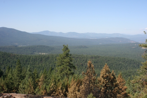 Scenic view of hilly pine forest from Black-Tail Mountain