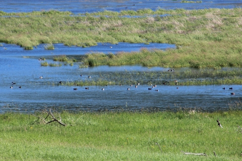 Waterfowl swim in a wetland's blue water, surrounded by green grass