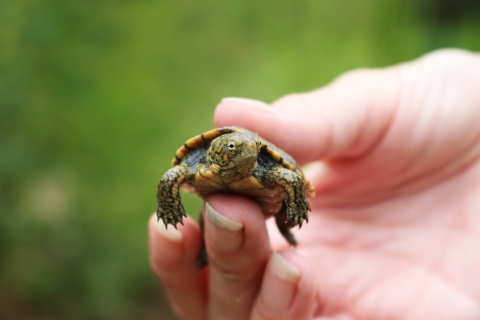 small turtle in human hand