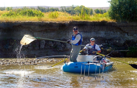 Wind River Sauger Sampling on the Wind River Reservation