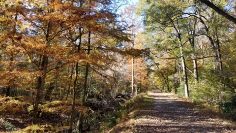 A flat gravel trail leads off into the distance beneath the canopy of autumnal foliage. A shallow ditch of water runs parallel to the trail and bald cypress trees, ablaze with orange needles, emerge from the water. 