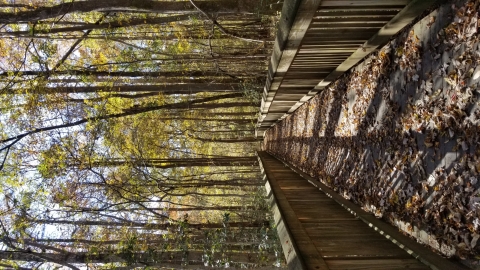 Image of a boardwalk leading into a hardwood forest