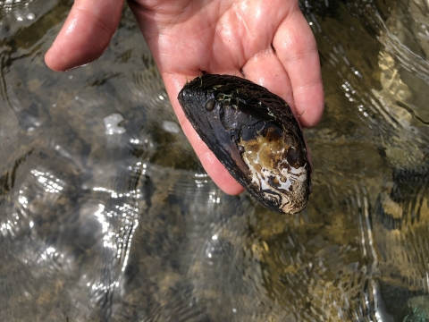 A black and brown mussel shell is being held in someone's hand. It is the length of their fingers.