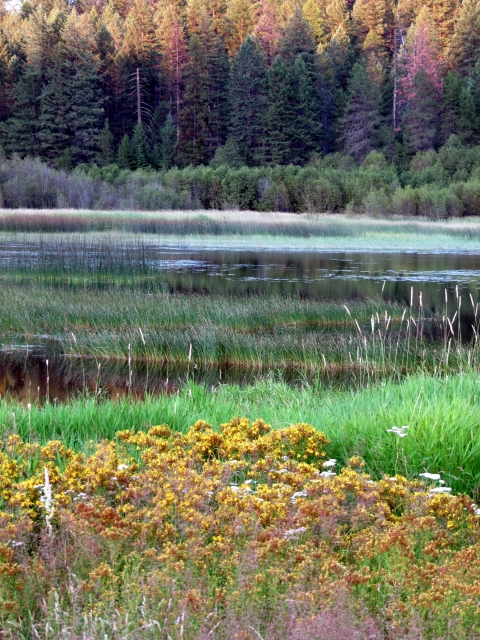 Peaceful, reed filled pond edged with pine forest, grasses and yellow flowers.