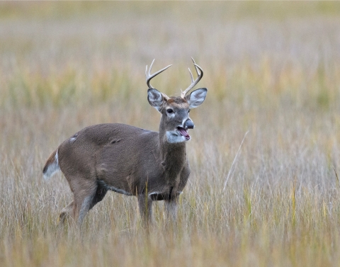 A white-tailed buck stands in marsh grasses with it's mouth open