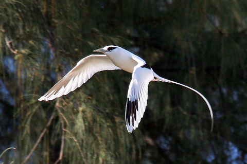 A white-tailed tropicbird flies off the ground.