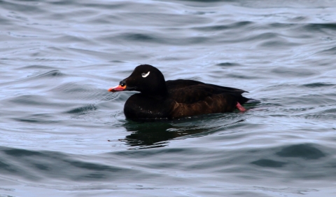 white-winged scoter floating in water