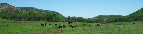 Bison at Wichita Mountains National Wildlife Refuge Oklahoma