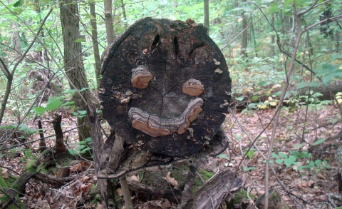 The bottom of a large downed tree trunk with fungi growing on it in the pattern resembling a human face