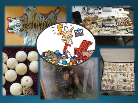 Examples of Wildlife Abandonments