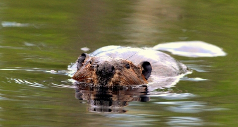 Beaver Swimming 
