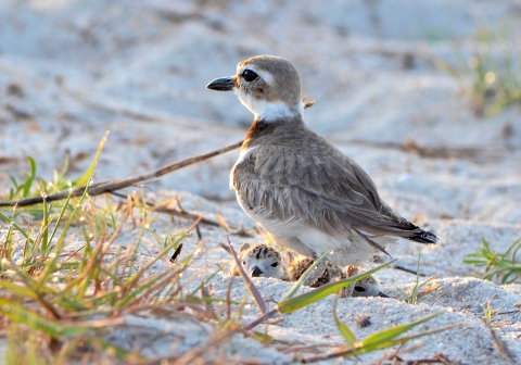 Wilson's plover with chicks