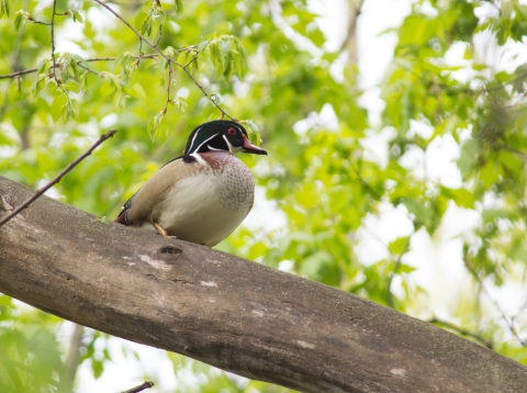 Wood duck sitting on tree branch