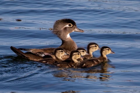 Female Wood Duck with goslings on the water