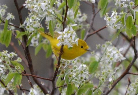 Yellow warbler on a flowering chokecherry branch
