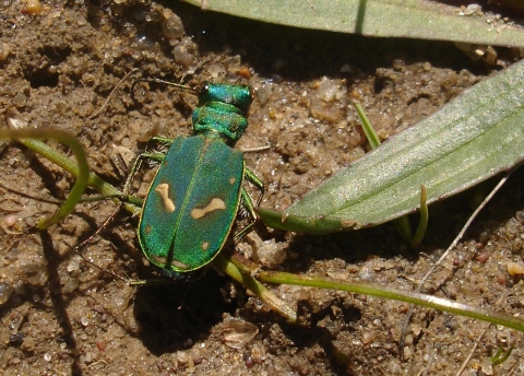 Bright green beetle on ground