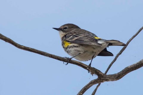 Yellow-rumped warbler Pahranagat NWR