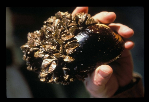 Someone holding a cluster of zebra mussels