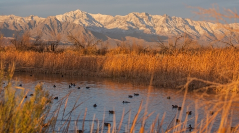 waterfowl on a small pond, autumn colored reeds, snow capped mountains in the background