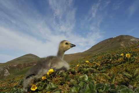 Gosling sits on tundra with yellow flowers. A blue sky with wispy clouds is overhead.