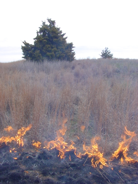 Prescribed fire burns through a grassland