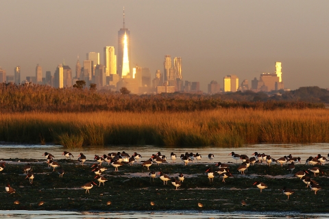 American Oystercatchers at dawn in Jamaica Bay