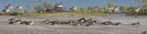 Shorebirds on marsh